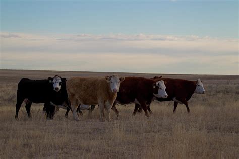 Four Cows by Geostock