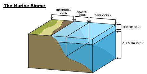 Aquatic Biomes — Marine & Freshwater - Expii