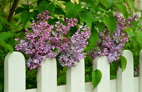 How to Grow: Growing and Caring for Lilac Shrubs