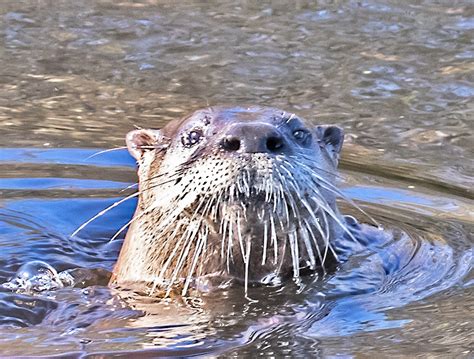 Otters in Water | A Naturalist's Journal