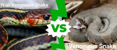 Venomous Vs Non Venomous Snakes