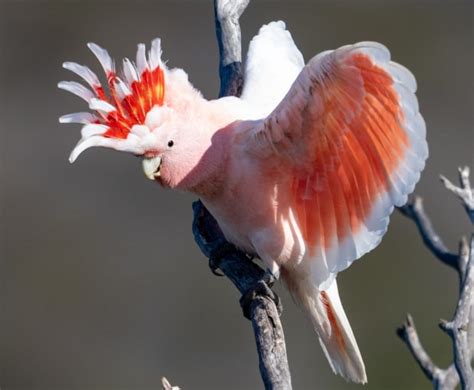 wildlife - Australian Photography