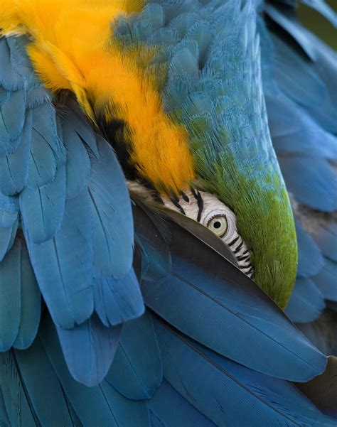 Blue and Gold Macaw - Cougar Mountain Zoo