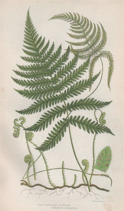 1855 Ferns Art Print Antique Botanical Illustration Flora | Etsy | Botanical prints, Fern prints ...