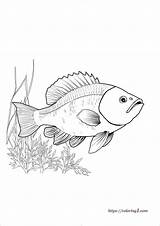 Fish Coloring Pages  39 Free Printable Sheets sketch template