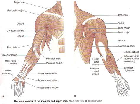 Diagram Muscles Of The Upper Limb Anatomy Human Arm Muscles | Humananatomybody | Anatomy ...