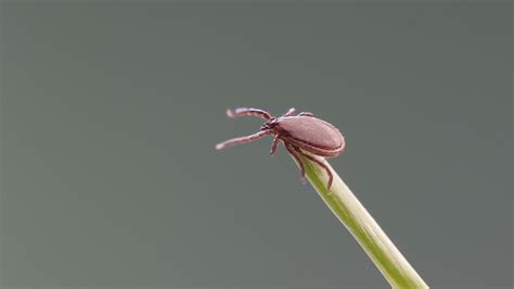 Was ist Borreliose? | Zecken.de