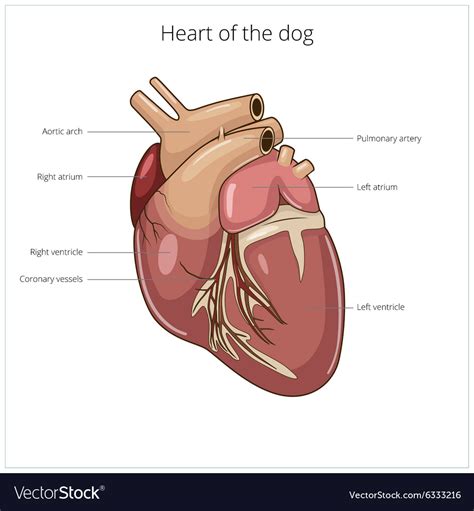 Where Is The Heart In A Dog