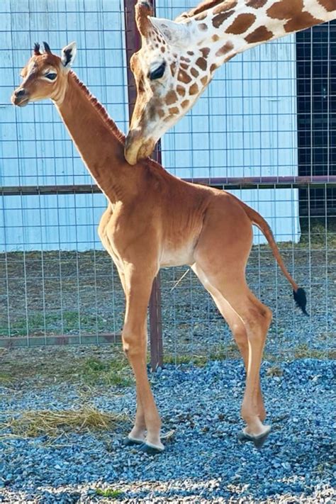 Giraffe with no spots born at Tennessee Zoo – NBC 5 Dallas-Fort Worth