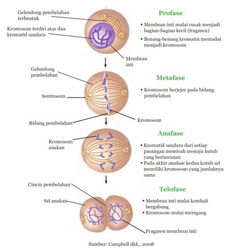 Pembelahan Mitosis Dan Meiosis Disertai Gambar - Pusat Informasi