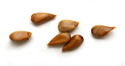 Are apple seeds poisonous? What happens if you eat them?