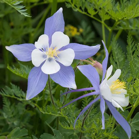 Rocky Mountain Blue Columbine Flower Seeds | Everwilde Farms