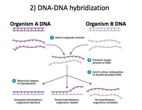 Biology, AQA section 8 - control of gene expression Flashcards | Quizlet