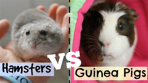 Hamsters vs gerbils vs guinea pigs