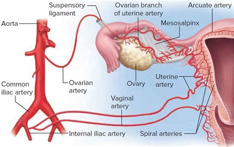 Ovarian cancer causes, symptoms, diagnosis, survival rate and treatment