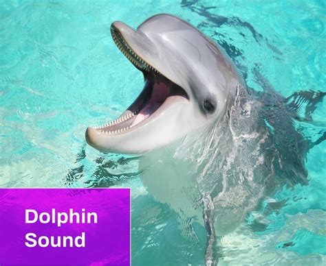 Dolphin Sound Free MP3 Download | Mingo Sounds