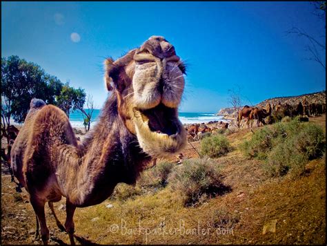 Travel Photo Of The Week - Moroccan Camels | Backpacker Banter