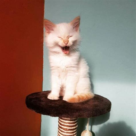 CattyCorner: 17 Corny Cat Jokes To Make You Chuckle & Possibly Groan