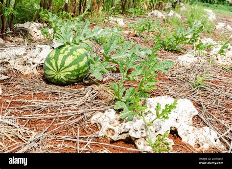 Watermelon vine hi-res stock photography and images - Alamy