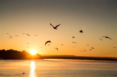 Birds Flying at Sunrise on Mississippi River 2 - Wisconsin Great River Road