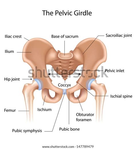 2,305 Pelvic Girdle Images, Stock Photos, 3D objects, & Vectors ...