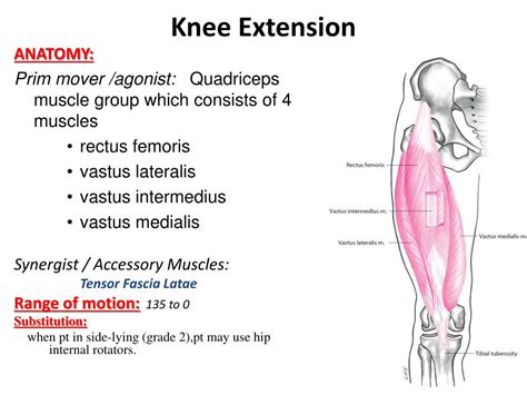 PPT - Knee and Ankle PowerPoint Presentation, free download - ID:2313117