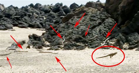 Marine iguana’s incredible escape from a nest of snakes enthralls thousands