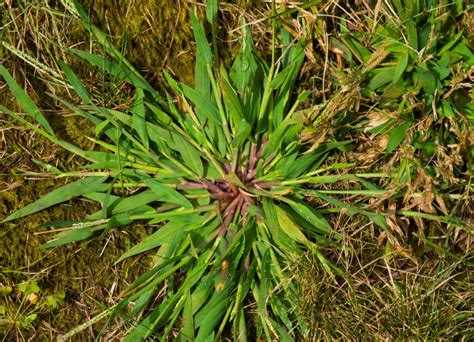 Crabgrass Ruining Your Lawn? Use These Tips to Get Rid of It for Good ...