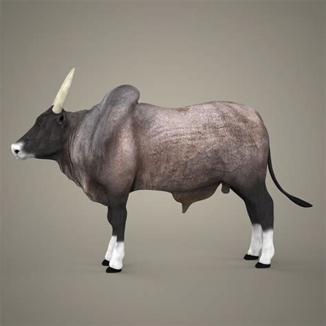 ArtStation - Realistic Ox 3D Model | Resources