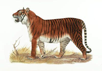 Tiger species: BALINESE TIGER - EXTINCT