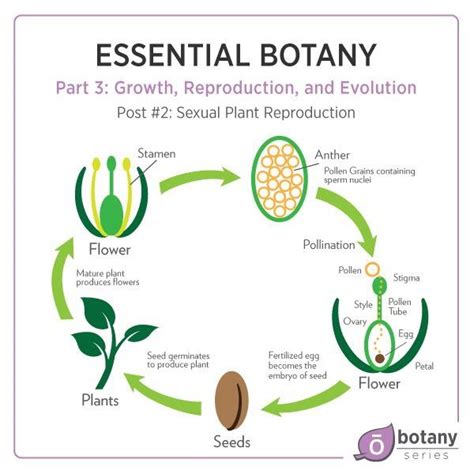 Sexual reproduction involves flowers, which house the plant’s ...