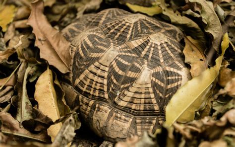 Photos: ‘Shocking’ scale of illegal trade in Indian star tortoise uncovered