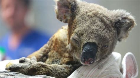 Incendios en Australia: qué animales resisten mejor y cuáles tienen menos posibilidades de ...