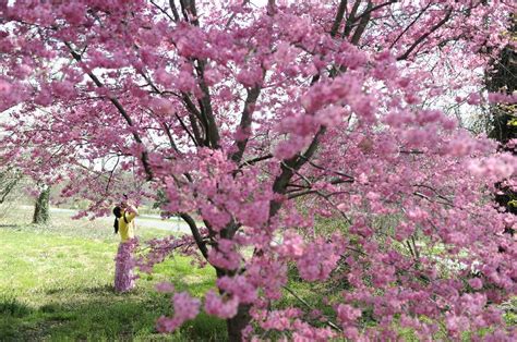 China Cherry Blossom