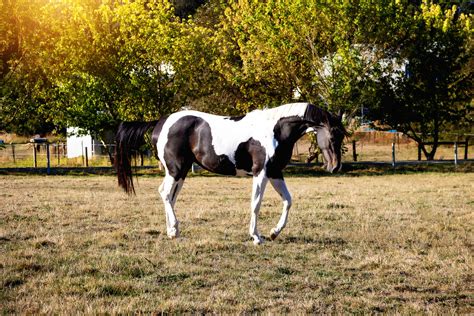 Equine photoshoots - Bree Ruby Photography