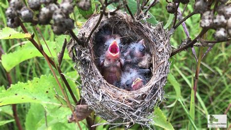 Goldfinch Nestlings at Hickory Creek Barrens Nature Preserve - YouTube