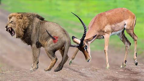 Lion Attacking Gazelle