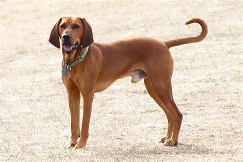 Redbone Coonhound Dog Breed Information