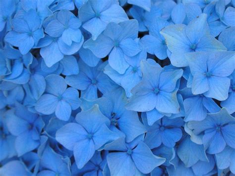 Blue Big Flower Wallpaper : 500 Blue Flower Pictures Hd Download Free Images On Unsplash ...