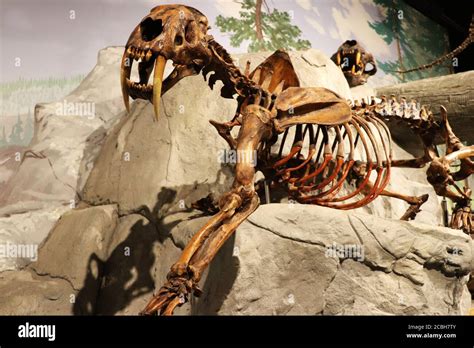 Fossil of a Saber Tooth Tiger in museum Stock Photo - Alamy