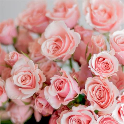 Blush Pink Flowers | Bulk Fresh Wedding Flowers for DIY Brides — Flower ...