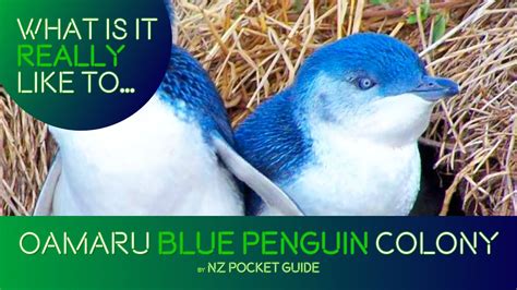 🐧 Little Blue Penguin Colony in Oamaru: What is it REALLY like?! - YouTube