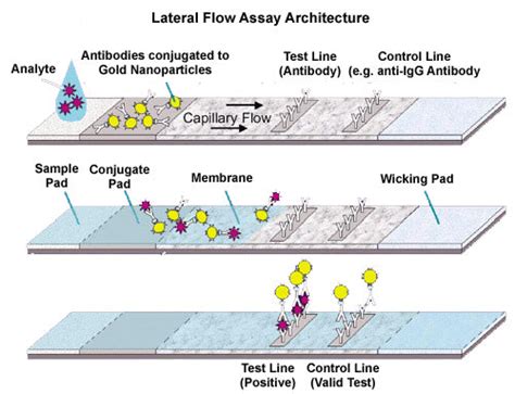 Lateral Flow Assay | Cytodiagnostics Inc