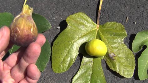 How to identify fig varieties - YouTube
