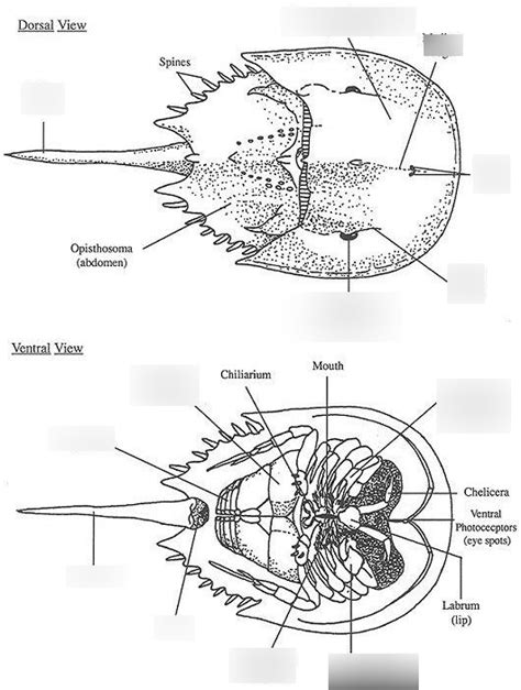 Bio 336 - Limulus polyphemus (External Anatomy) Diagram | Quizlet