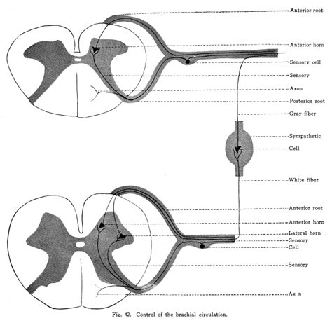 Posterior horn cells; Dorsal Horn Cells; Dorsal Horn Neurons; Neurons, Dorsal Horn; Neurons ...