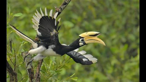 Oriental Pied-Hornbills: Singapore Nature 2020 - YouTube