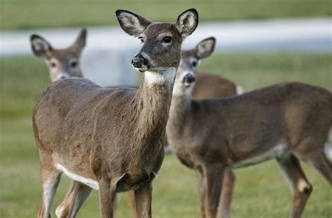 Pennsylvania Game Commission ready to take over doe license system, executive director tells ...