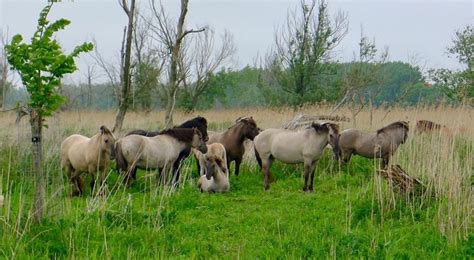 European Experiments in Rewilding: Oostvaardersplassen - Rewilding