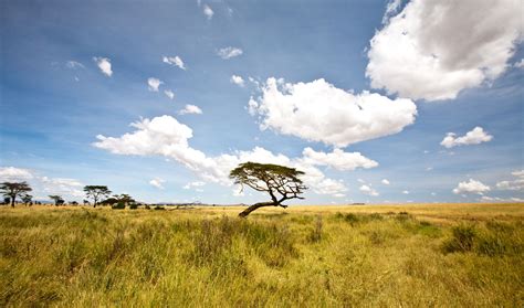 A Tropical Grassland With Scattered Clumps of Trees